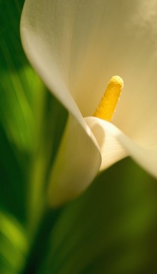 Calla lilly flower